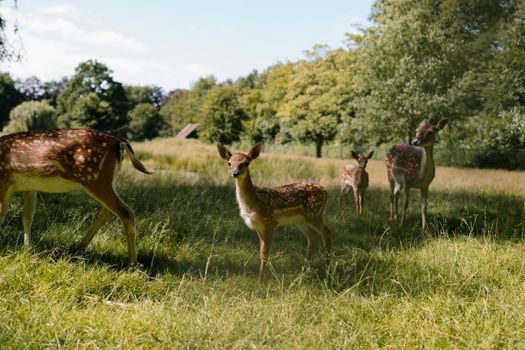 Wildfestival Groningen: dit wil je weten over sfeer, programma en je perfecte dag in de stad